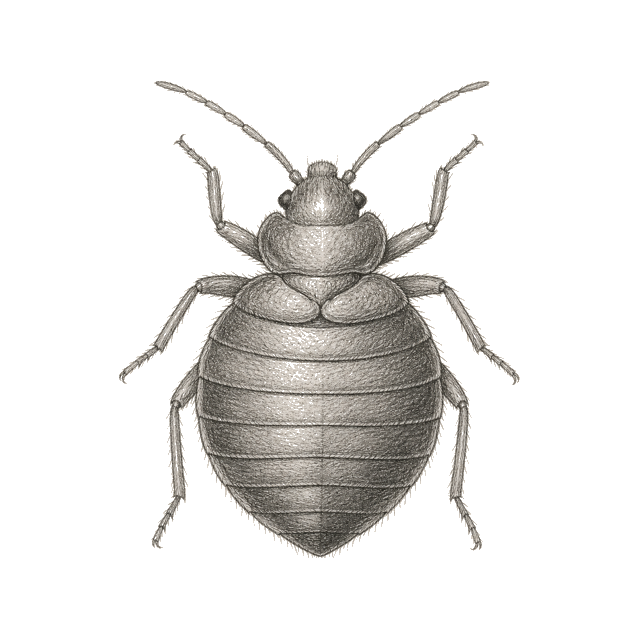 Pencil sketch of a bed bug.